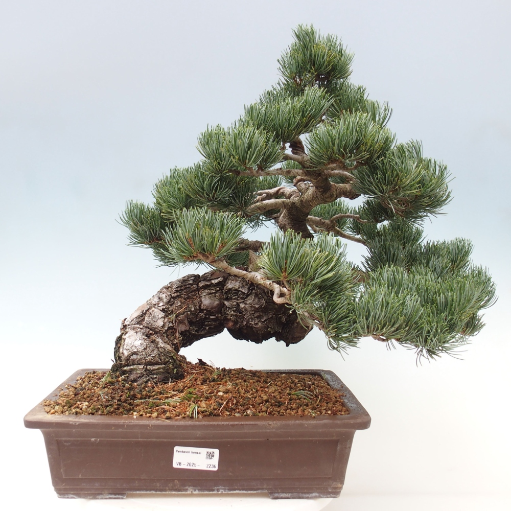 Outdoor bonsai - Pinus parviflora - Small pine tree