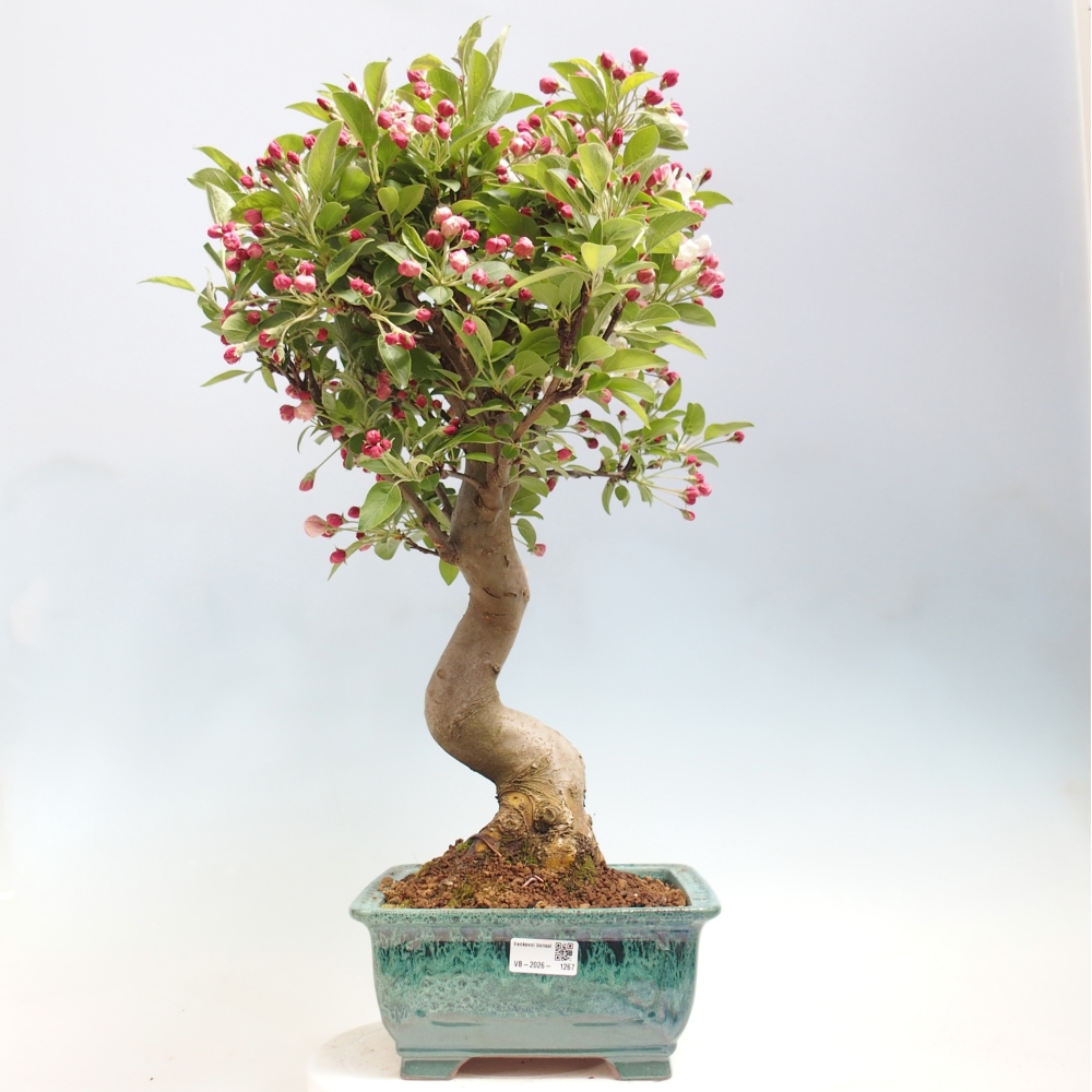 Outdoor bonsai -Malus halliana - Small-fruited apple tree