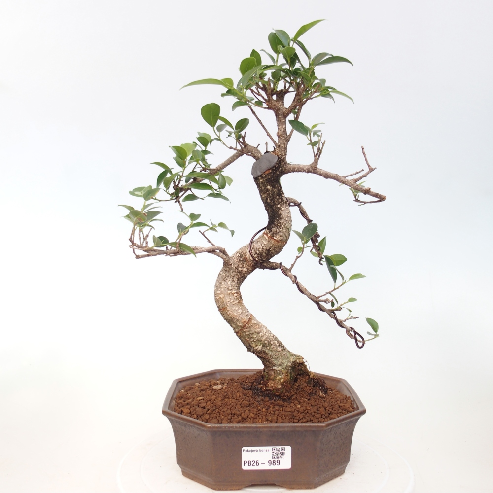 Room bonsai - Ficus retusa - small-leaved ficus