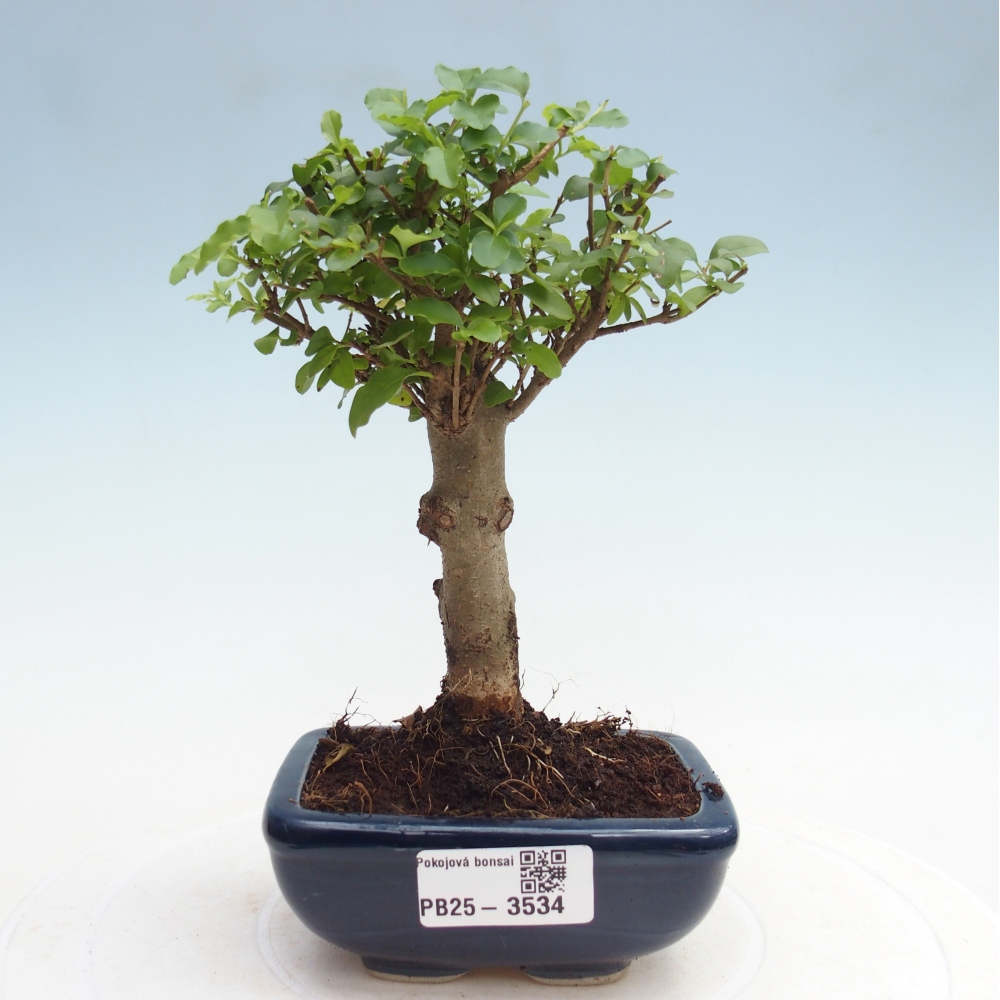 Room bonsai -Ligustrum chinensis - Birds Beak