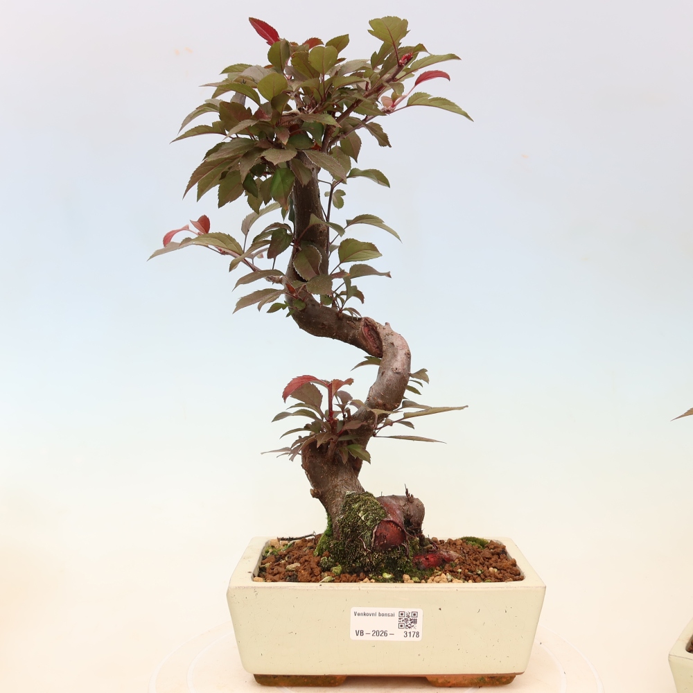 Outdoor bonsai -Malus domestica - Small-fruited red-leaved apple tree