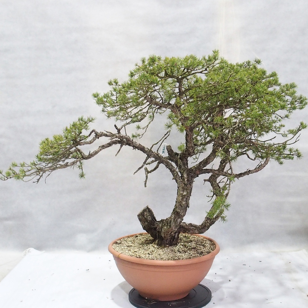 Yamadori - Pinus sylvestris 