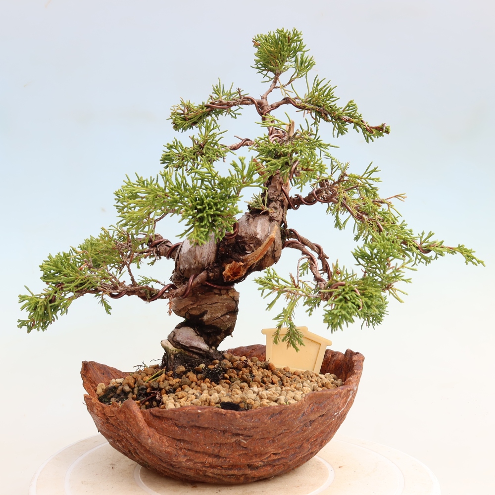 Outdoor Bonsai - Juniperus chinensis Itoigawa - Chinese Juniper