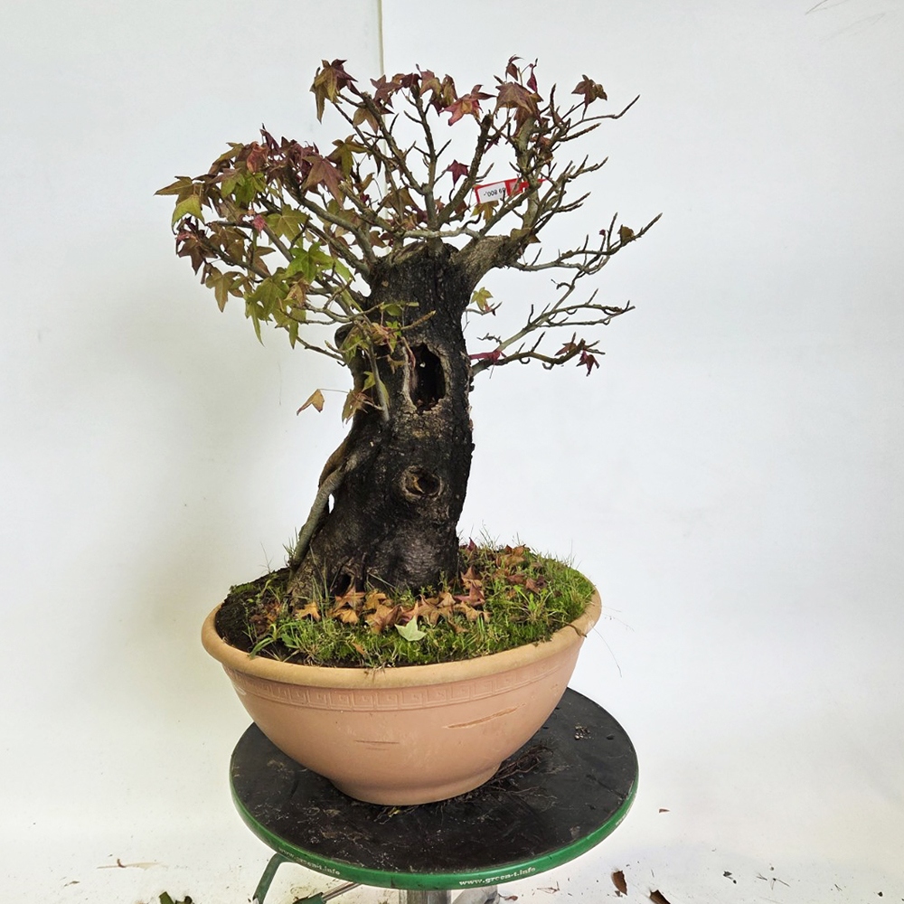 Outdoor bonsai - Western Ambrose - Liquidambar styraciflua