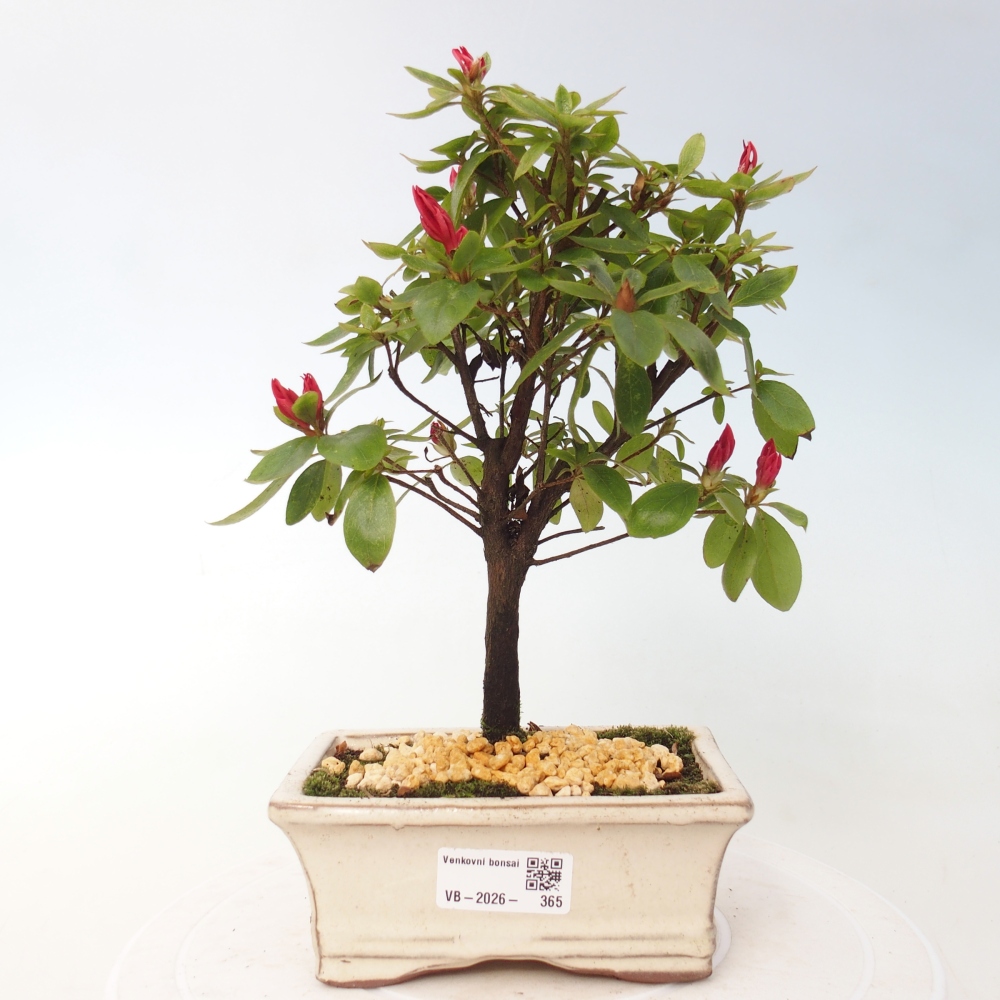 Outdoor bonsai - Japanese azalea - Azalea sp.