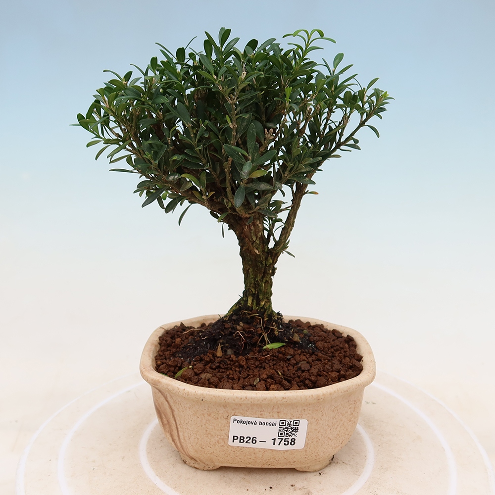 Room bonsai - Buxus harlandii - cork buxus
