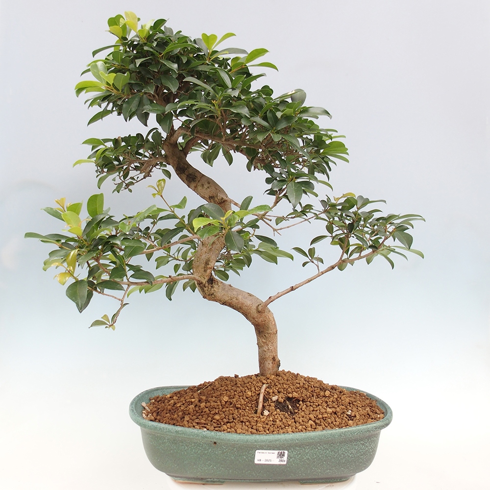 Room bonsai - Australian cherry - Eugenia uniflora - PERSONAL COLLECTION ONLY or pallet transport