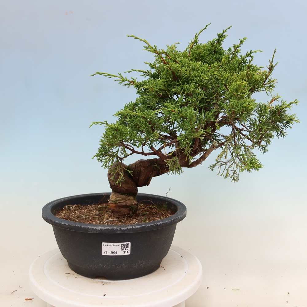 Outdoor Bonsai - Juniperus chinensis Itoigawa - Chinese Juniper