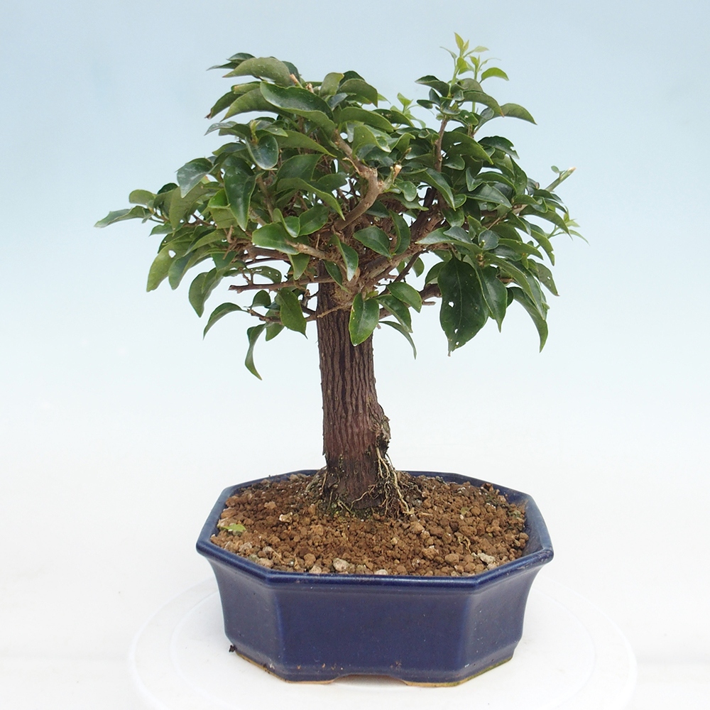 Room bonsai - Bouganwilea