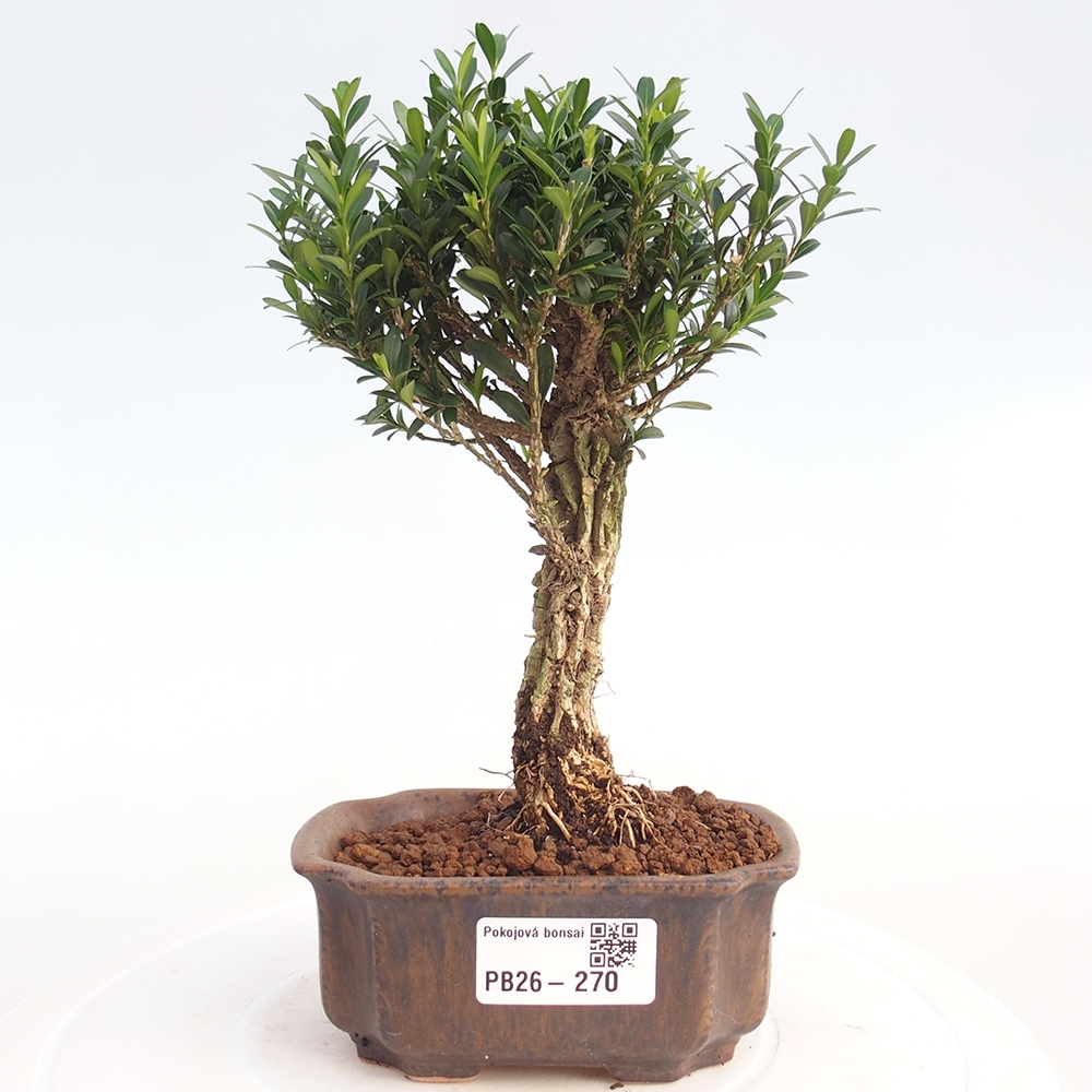 Room bonsai - Buxus harlandii - cork buxus