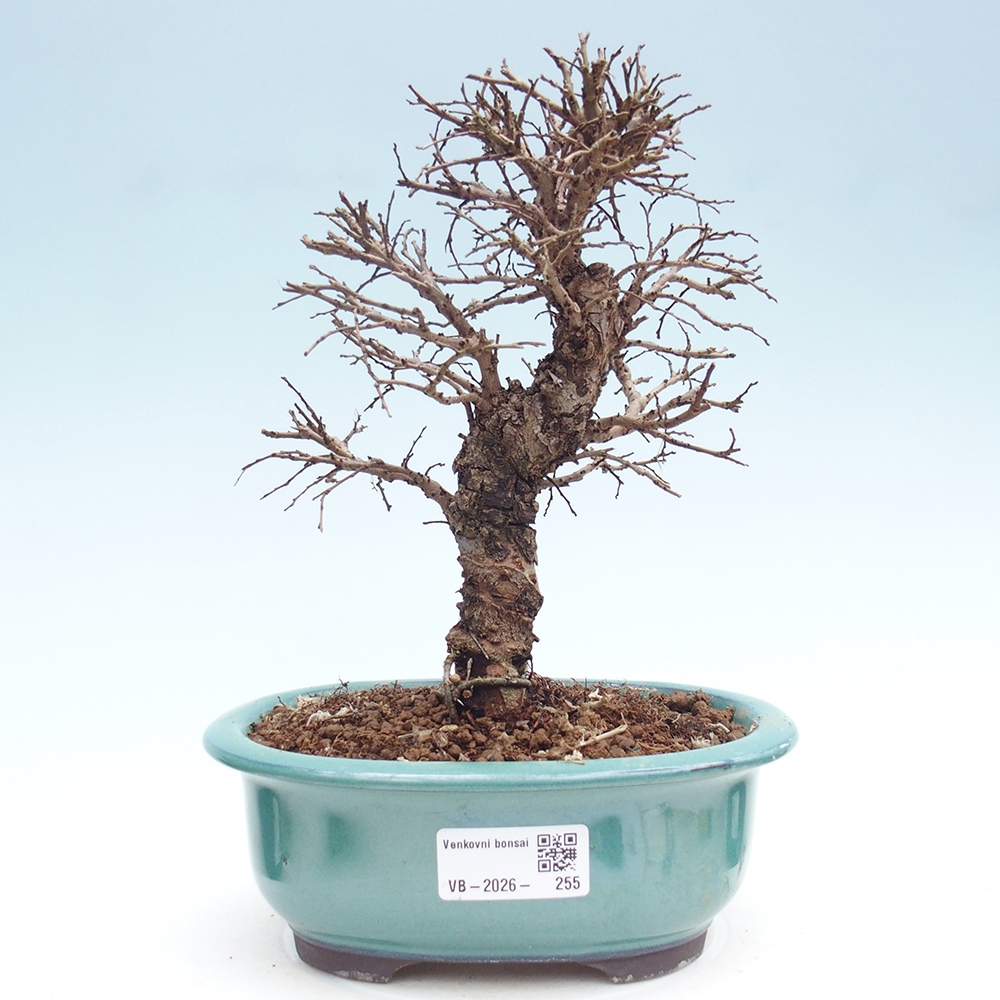 Outdoor bonsai - Zelkova - Zelkova NIRE