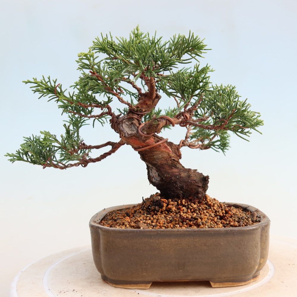Outdoor bonsai - Juniperus chinensis Itoigawa - Chinese juniper