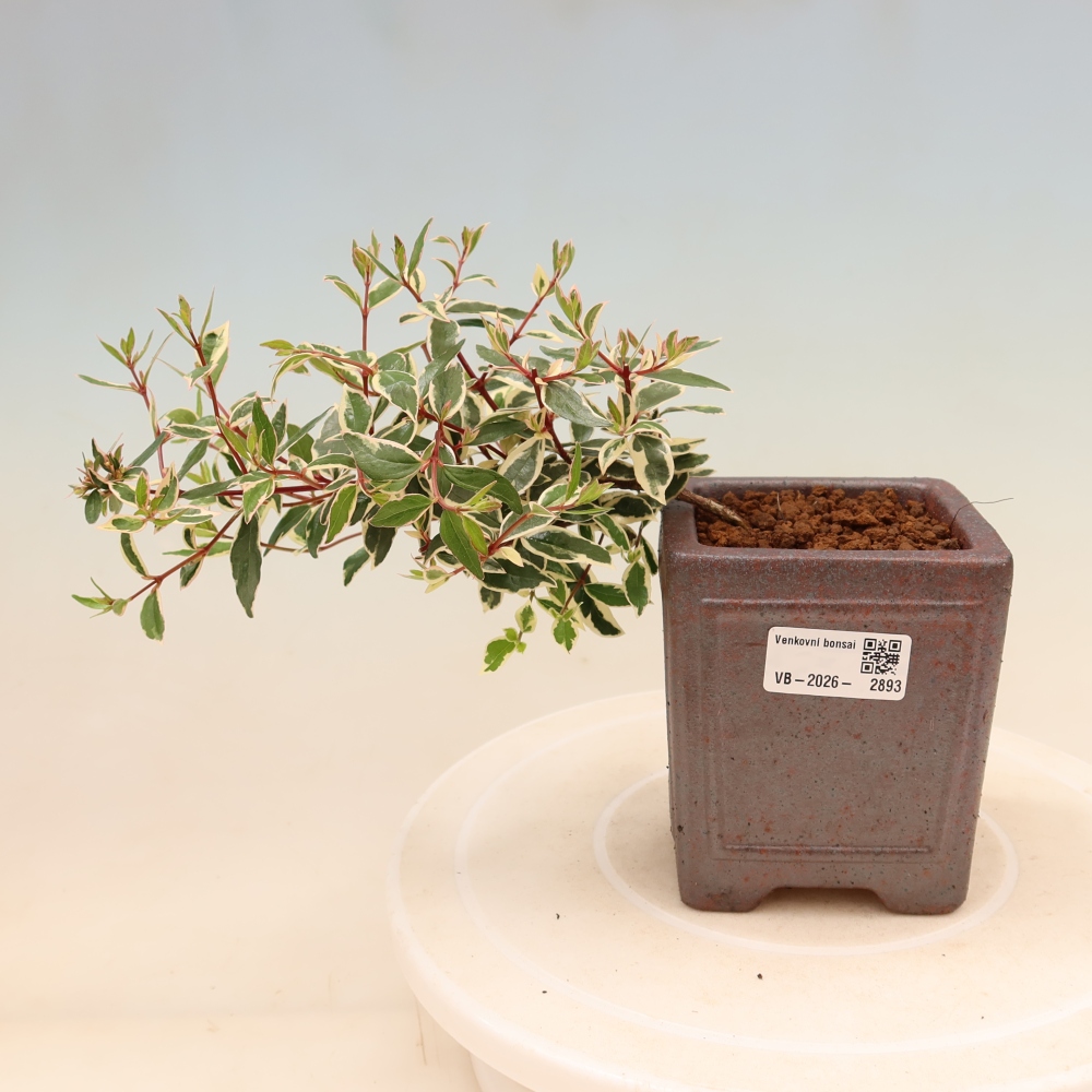 Outdoor Bonsai - Abelia gr. Confetti - Large-flowered Abelia