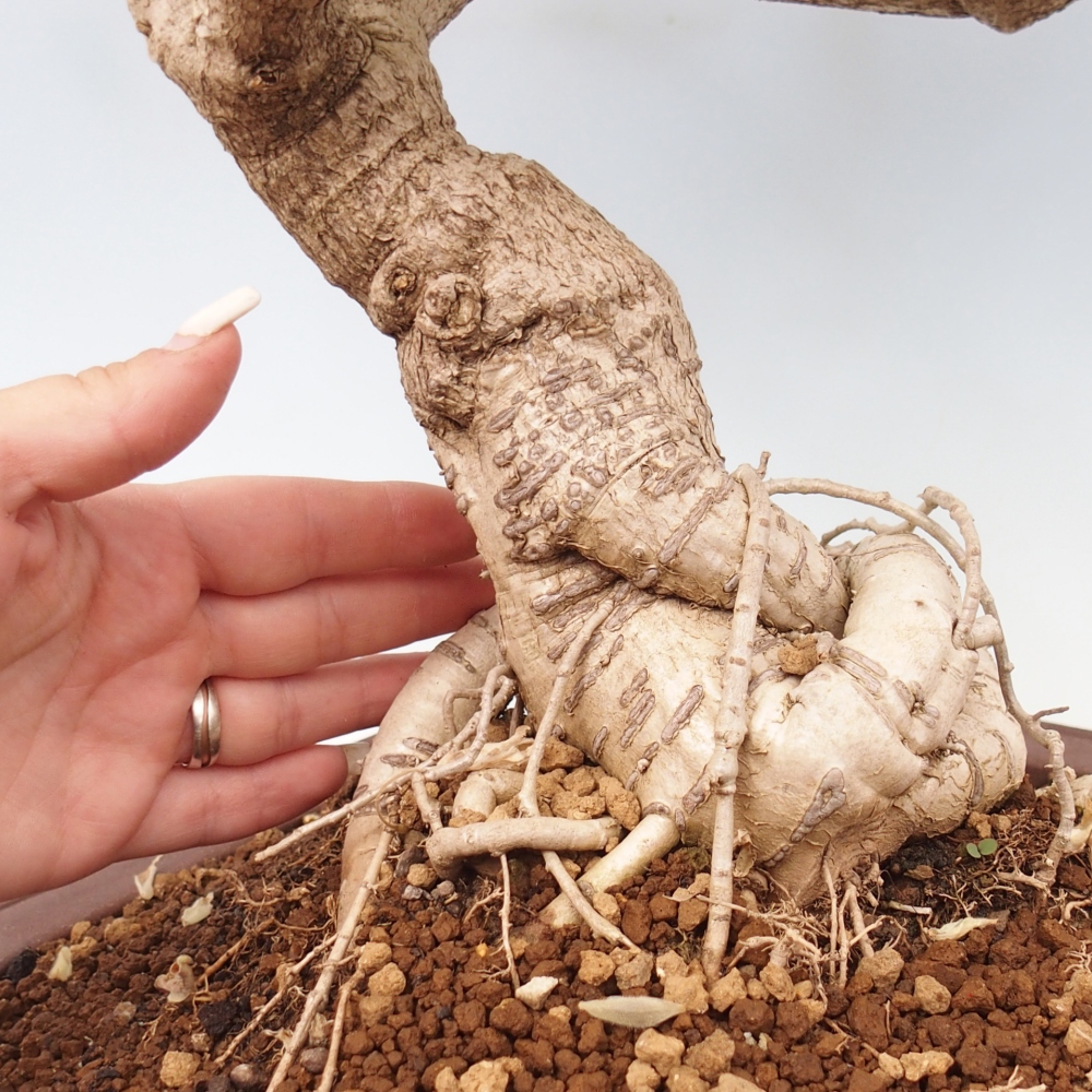 Outdoor bonsai - Vistaria - Wisteria