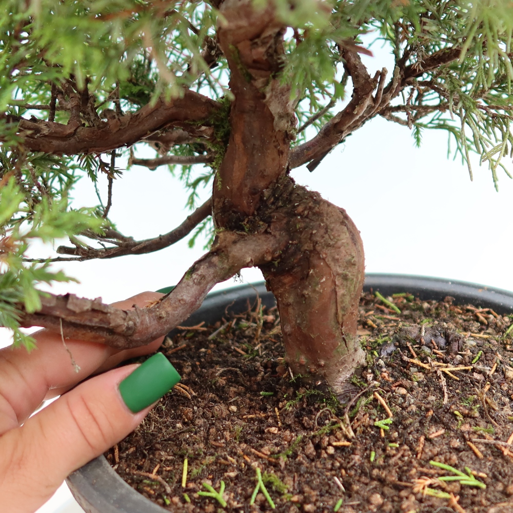 Outdoor Bonsai - Juniperus chinensis Itoigawa - Chinese Juniper