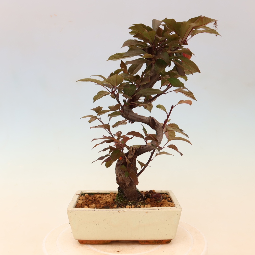 Outdoor bonsai -Malus domestica - Small-fruited red-leaved apple tree