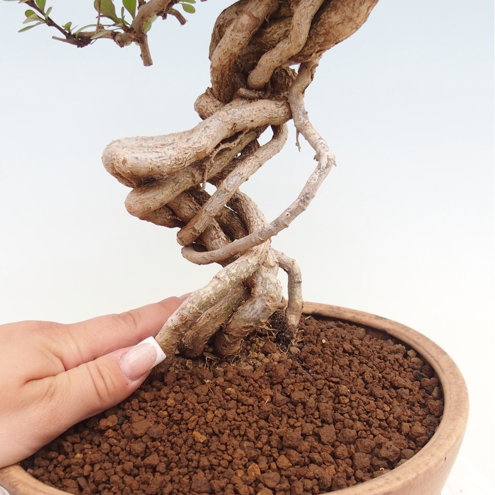 Outdoor bonsai - Berberis coreana