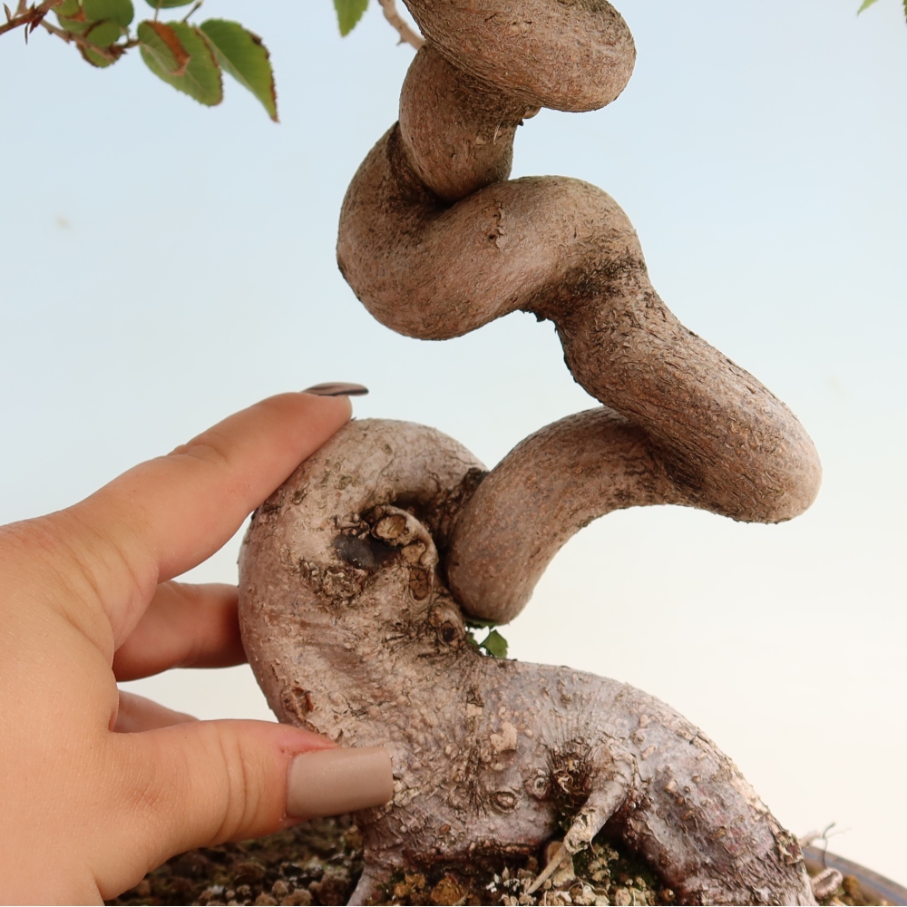 Outdoor bonsai -Carpinus CARPINOIDES - Korean Hornbeam