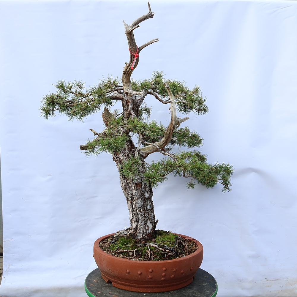 Pinus sylvestris Spain - Scots pine