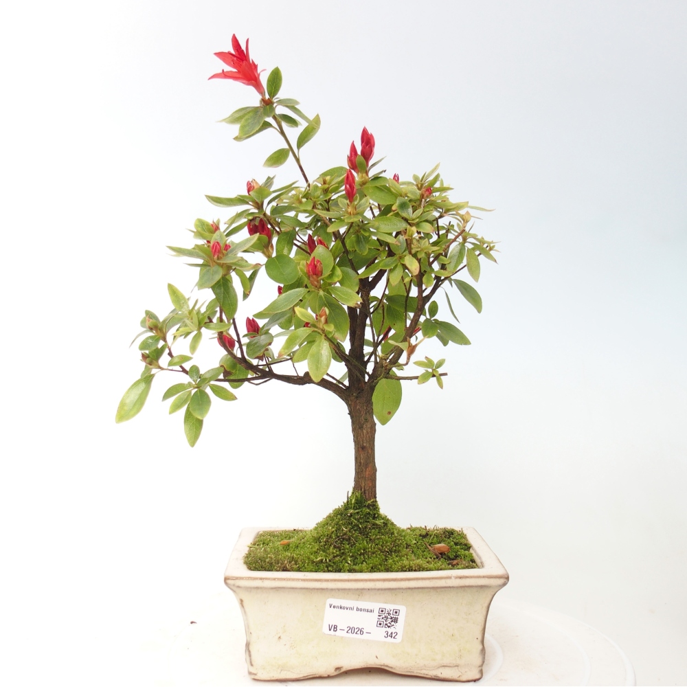 Outdoor bonsai - Japanese azalea - Azalea sp.