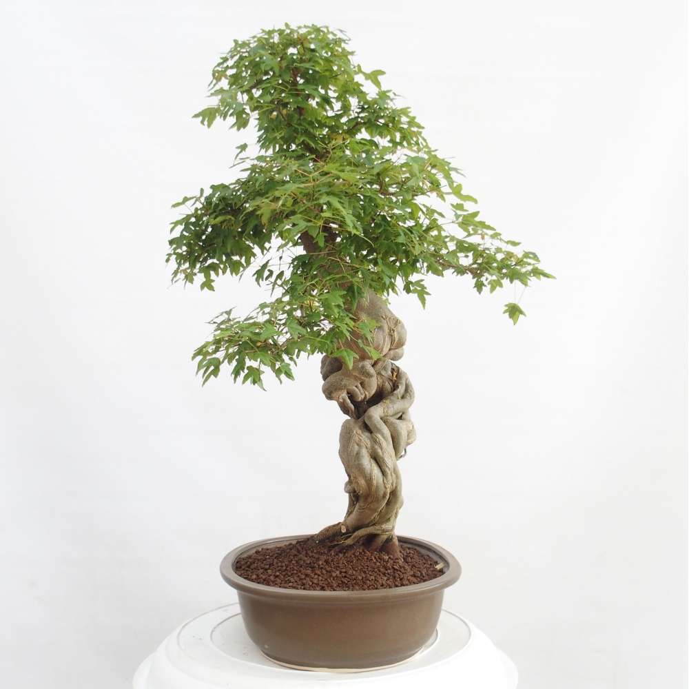 Outdoor bonsai - Maple Buergerianum - Burger Maple
