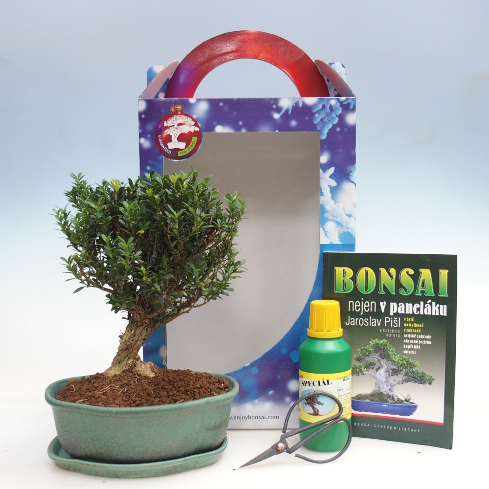 Room bonsai in gift box Buxus harlandii - cork buxus