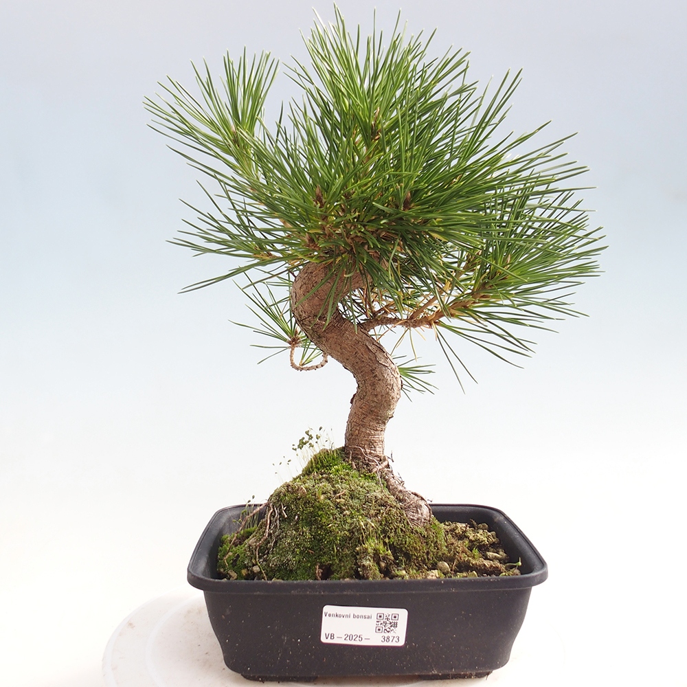 Outdoor bonsai - Pinus thunbergii - Thunberg pine