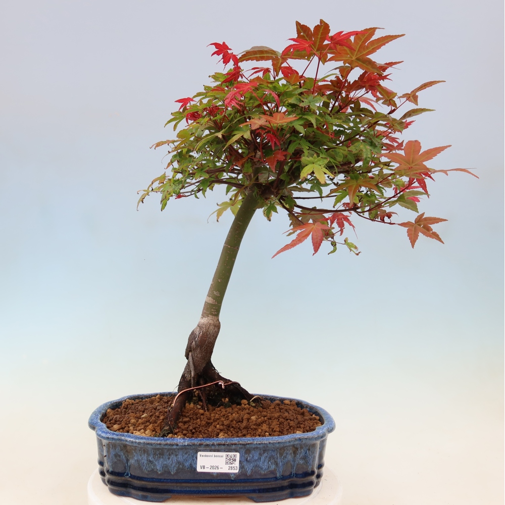 Norway maple - Acer palmatum Beni Tsukasa