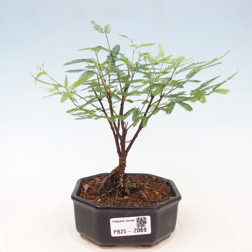 Room bonsai-Calliandra surinamensis Dixie Pink -Kaliandra of Suria