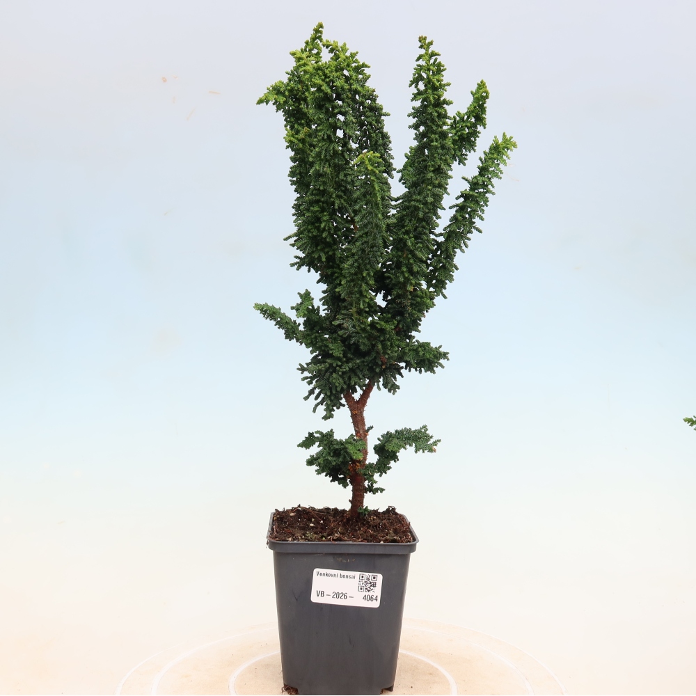 Outdoor bonsai - Cham. obtusa SEKKA HINOKI - Cypress