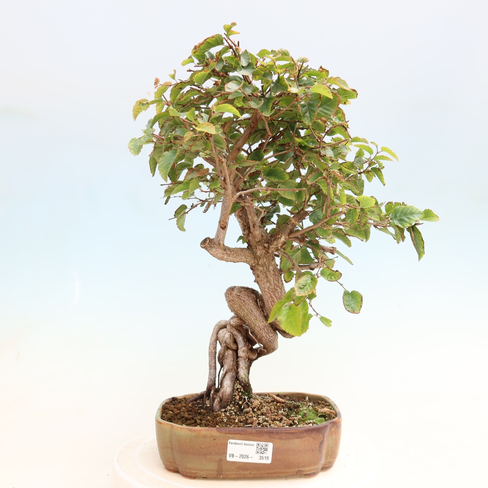 Outdoor bonsai -Carpinus CARPINOIDES - Korean Hornbeam