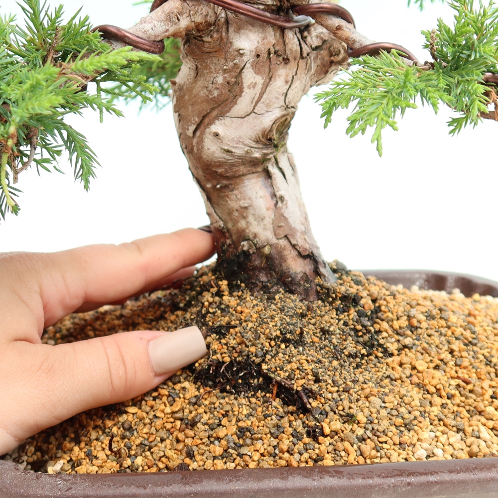 Outdoor Bonsai - Juniperus chinensis Itoigawa - Chinese Juniper