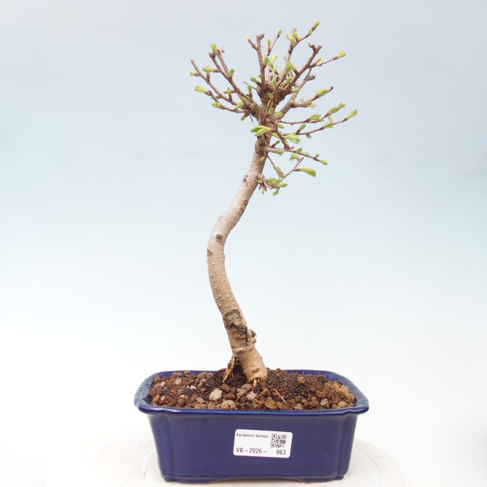 Outdoor bonsai -Pseudolarix amabis-Pseudolarix amabis