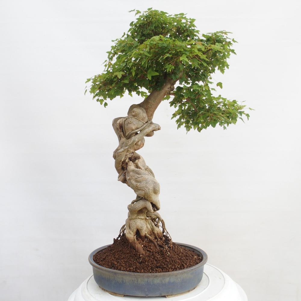 Outdoor bonsai - Maple Buergerianum - Burger Maple