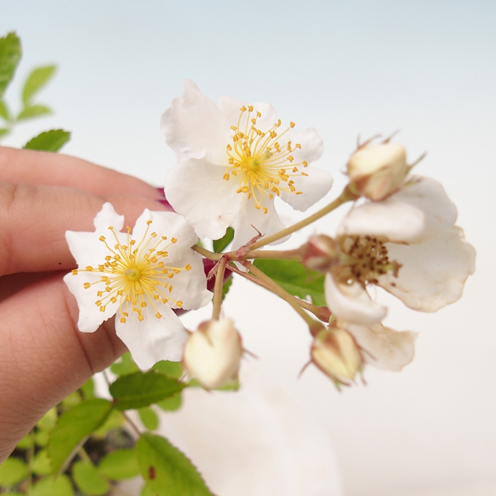 Outdoor bonsai - Rosa sp. - small-flowered rose
