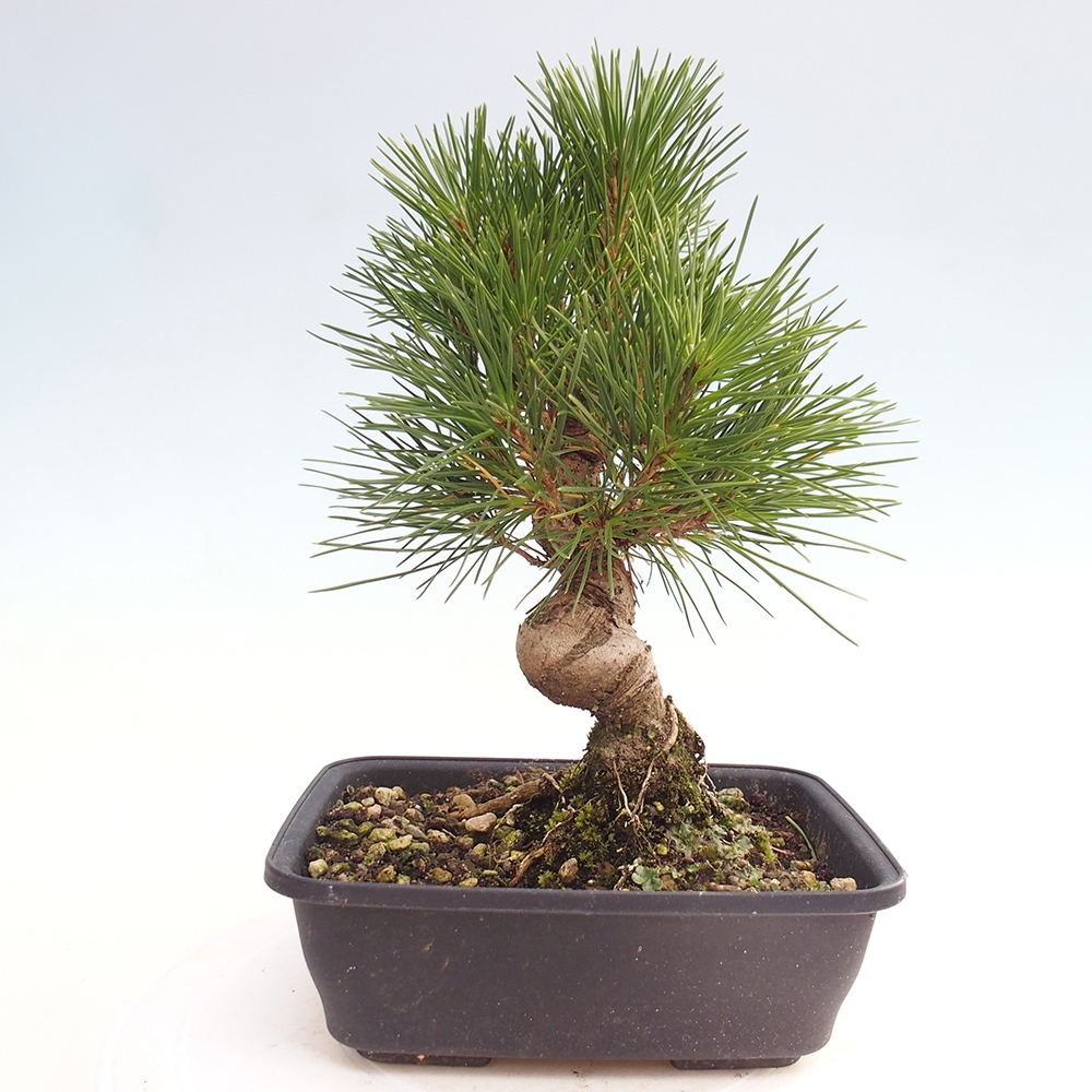 Outdoor bonsai - Pinus thunbergii - Thunberg pine