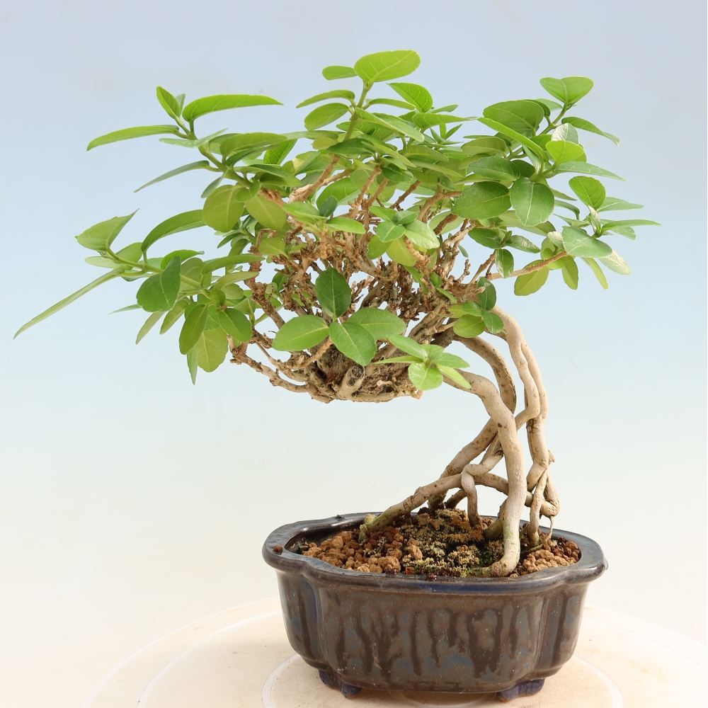 Indoor bonsai - Premna serratifolia - Kozlovna malolista