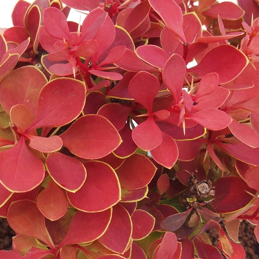 Outdoor bonsai - Berberis thunbergii Kobold - Dřištál Thunberg's