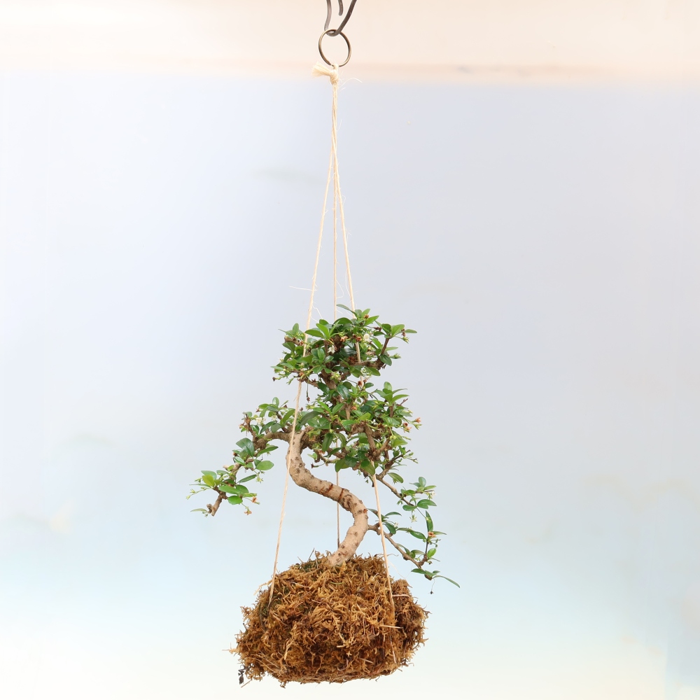 Kokedama in a Ceramic Pot - Chay-fuki - Carmona macrophylla