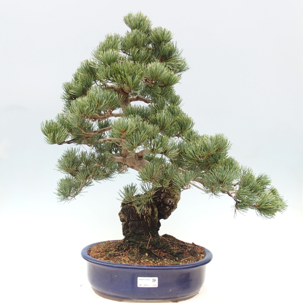 Outdoor bonsai - Pinus parviflora - Small pine tree