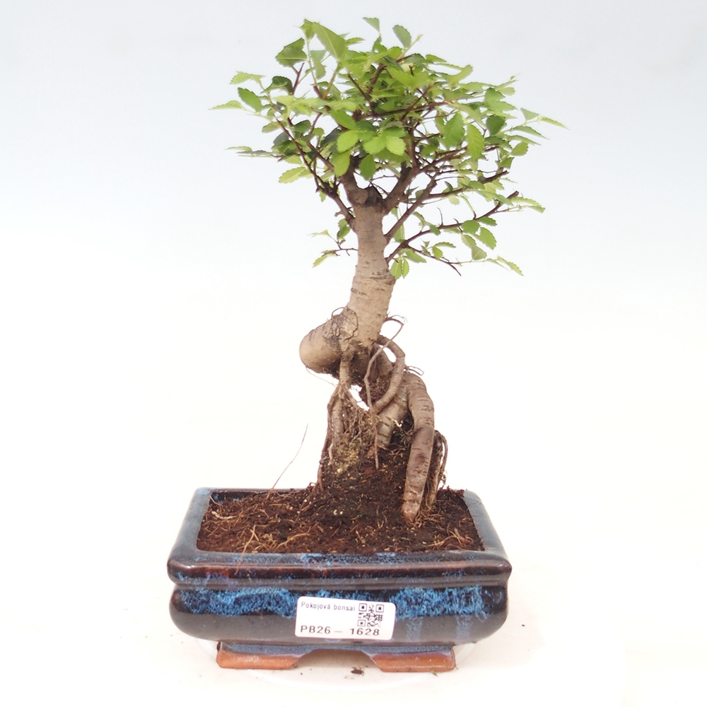 Room bonsai - Ulmus parvifolia - Small-leaved elm