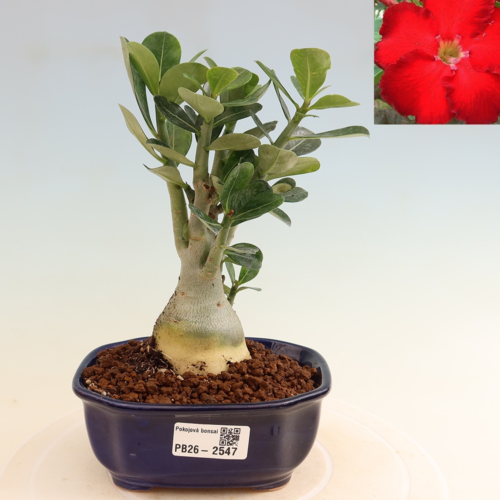 Indoor Bonsai - Adenium obesum Red Star - Desert Rose