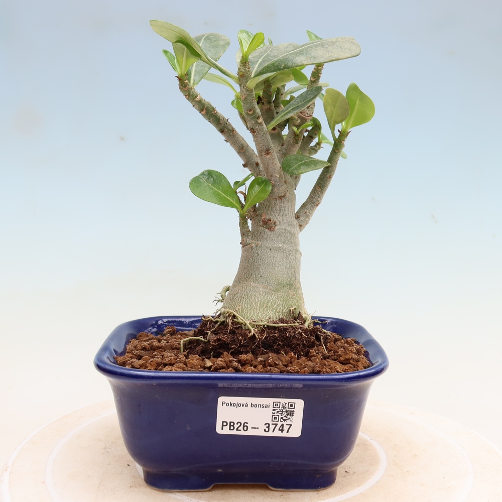 Indoor Bonsai - Adenium obesum Red Star - Desert Rose