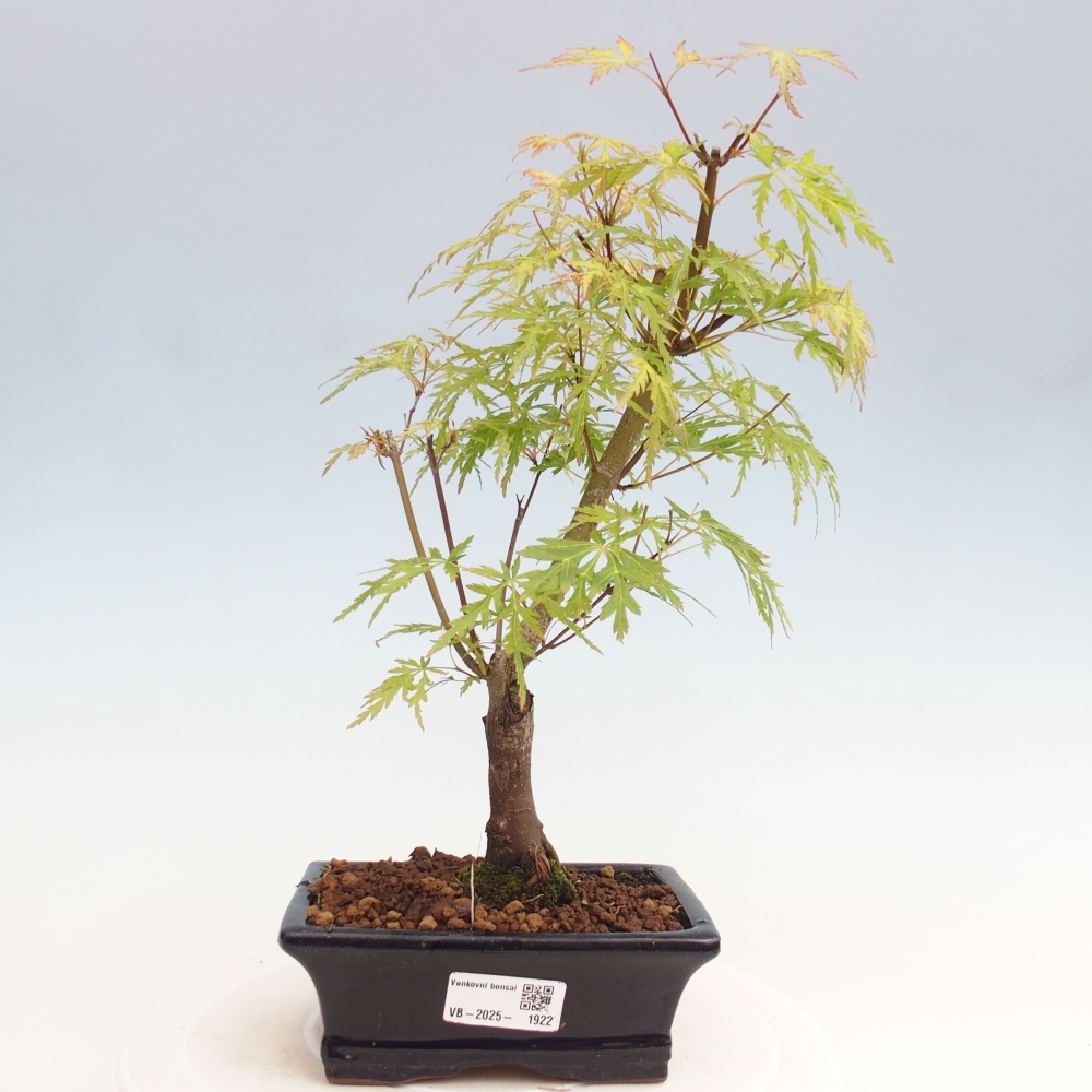 Outdoor bonsai - Acer palmatum Dissectum - Japanese Maple 
