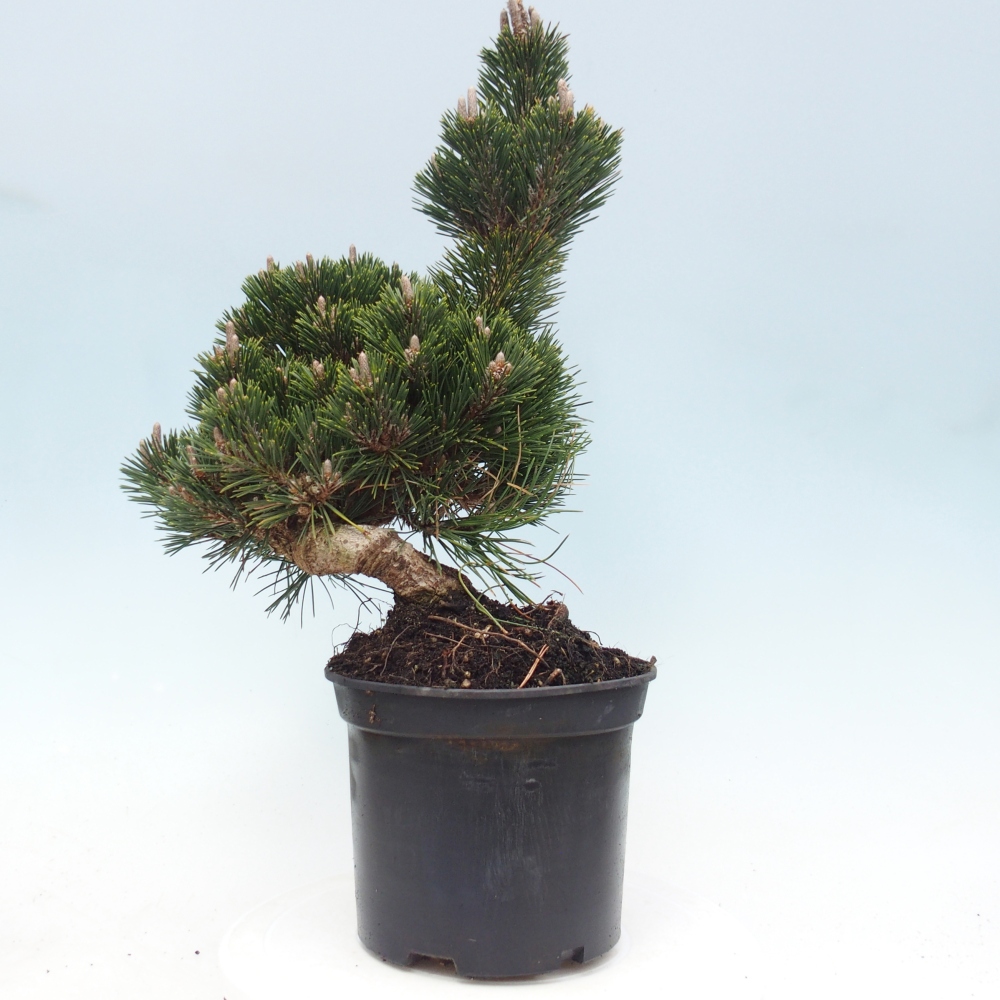 Outdoor bonsai - Pinus thunbergii senjyumaru - Thunberg pine