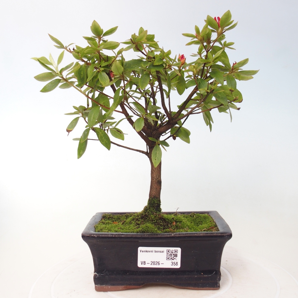 Outdoor bonsai - Japanese azalea - Azalea sp.