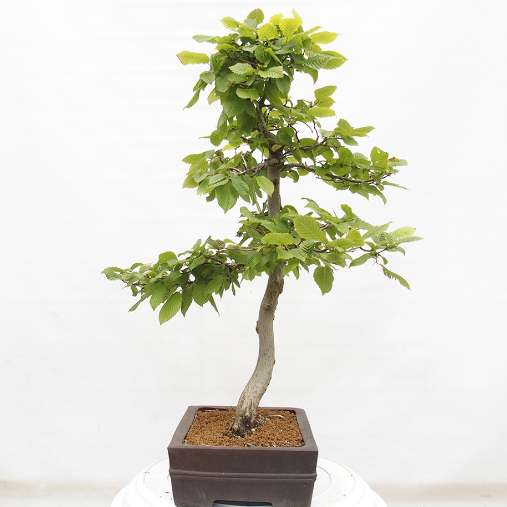 Outdoor bonsai - Hornbeam - Carpinus betulus