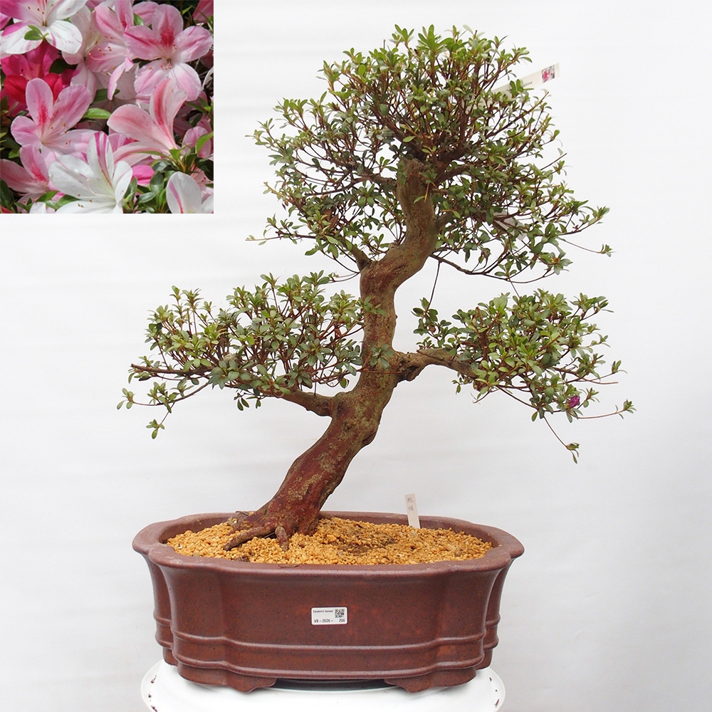 Outdoor bonsai - Japanese Azalea - Azalea Miyabihime