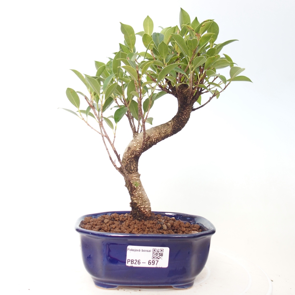 Room bonsai - Ficus retusa - small-leaved ficus