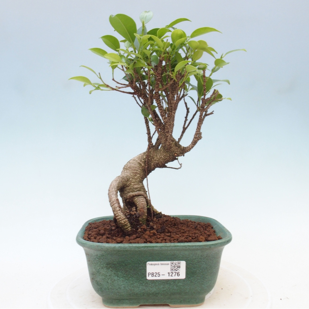 Indoor bonsai - Ficus retusa - small ficus